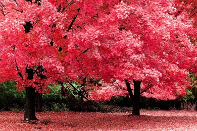 Free Screensavers And Wallpapers   7Screensavers.com