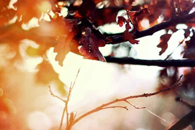 Fall Color   Autumn Wallpapers 1280x1024 NO.40 Desktop Wallpapers ...