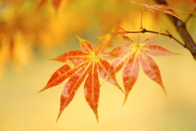 Capture The Spirit Of Autumn Wallpapers 1280x1024 NO.21 Desktop ...