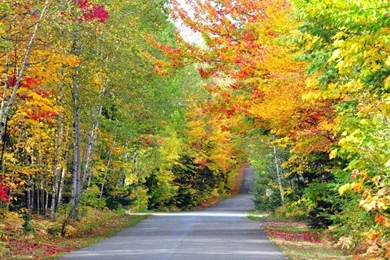 Autumn Colors Road Quebec Cana 1280x1024 Wallpapers, 1280x1024 ...