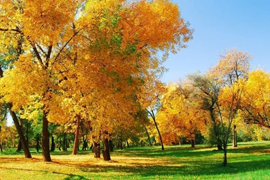 Golden Autumn Wallpapers