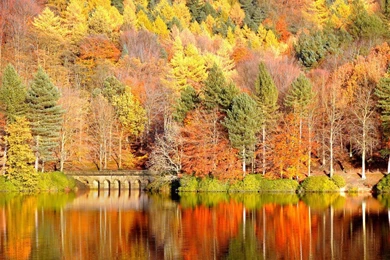 Golden Autumn Wallpaper Backgrounds 1280x1024 Hd Desktop Wallpaper