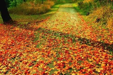 Beautiful Autumn Wallpapers Seasonal Crazy Frankenstein