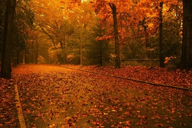 Autumn Wallpapers 1280x1024 Hd Desktop Wallpaper
