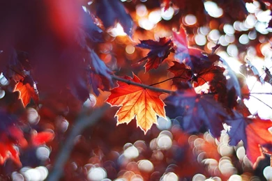 Autumn Leaves, Red Maple Leaves Wallpapers