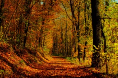 Autumn Forest 1280x1024 Wallpapers, 1280x1024 Wallpapers ...