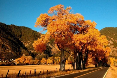 Fall Season Wallpapers   Crazy Frankenstein