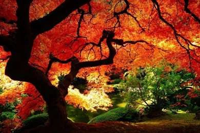 1280x1024 Maple Tree Autumn Wallpapers