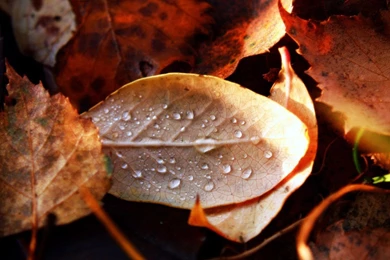 Fall Color   Autumn Wallpapers 1280x1024 NO.6 Desktop Wallpapers ...