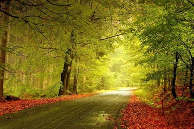 Autumn Woods Wallpapers   Seasonal   Crazy Frankenstein