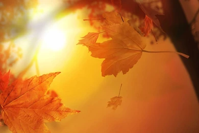 1280x1024 3D Autumn Desktop PC And Mac Wallpapers