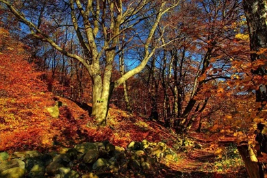 Fall Color   Autumn Wallpapers 1280x1024 NO.20 Desktop Wallpapers ...