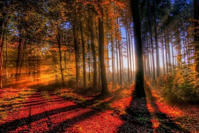 Colorful Autumn Scene Wallpapers 1920x1200   (