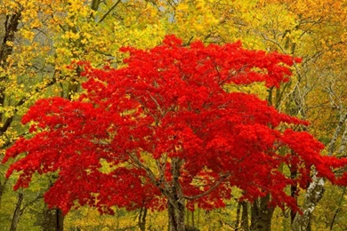 Download Wallpapers 1280x1024 Tree, Red, Autumn, Unique 1280x1024 ...