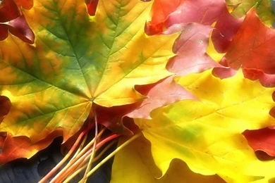 Maple Leaf In Autumn 1280x1024 Wallpapers, 1280x1024 Wallpapers ...