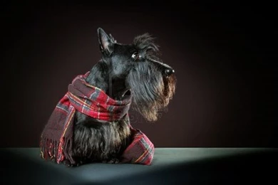 Scottish Terrier Wallpapers HD Download