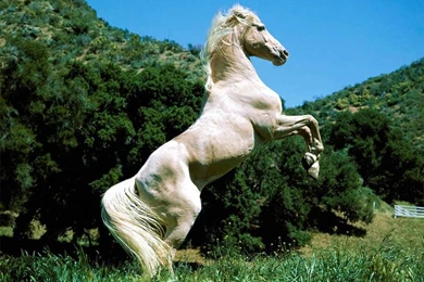 Running Horse HD Wallpapers For Desktop Computer