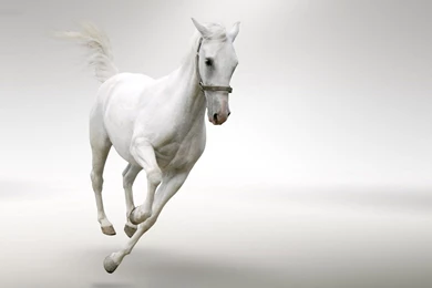 Fast Running White Horse Picture ~ Trends Wallpapers