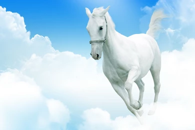 Download Wallpapers 3840x2160 White Horse, Clouds, Jumping 4K Ultra ...