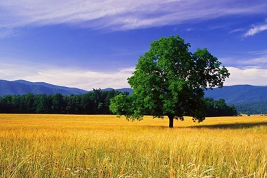 Nature HD Wallpapers The Best