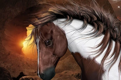 Wallpapers Horses Animals Image
