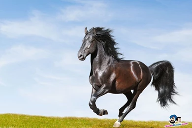 Horses Wallpapers