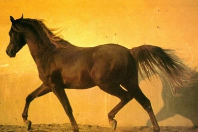 Horse Wallpapers. Images And Animals Horse Pictures (686)