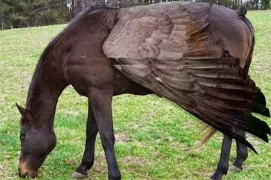 Secrets Of Happiness: Funny Horses