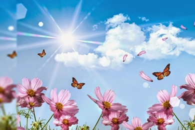 Flowers wallpapers for desktop background full screen 3