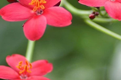 Flower Samsung Galaxy S5 Wallpapers 114   Wallpapers Mobile