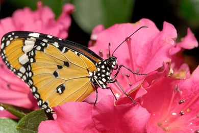 Download Butterfly Pink Flower Wallpapers For Samsung Galaxy Tab