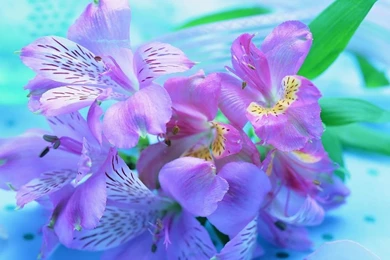 Download Freesia Flower Wallpapers For Samsung Galaxy Tab