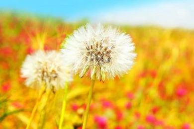 40+ HD Wallapapers For Samsung Galaxy S4