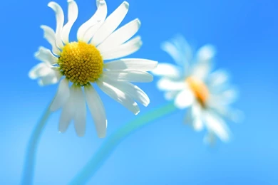 Flower Art For Galaxy S3 I9300 1440x1280 Samsung Wallpaper_Samsung ...