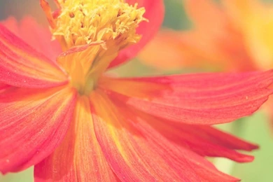 Red Flower S4 Wallpapers