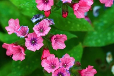 Mother's Day Flowers HD Desktop Wallpapers : High Definition ...