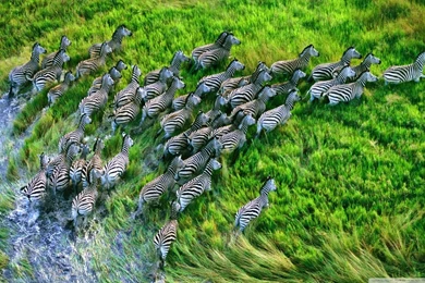 Mac Os X Retina Zebras HD Desktop Wallpapers : High Definition ...