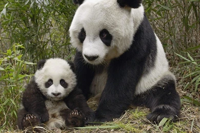 Download 15 HD 1080P Panda Wallpapers Torrent   Kickass Torrents