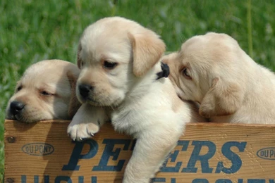 HD Labrador Wallpapers HD, Desktop Backgrounds 2048x1152 Downloads ...