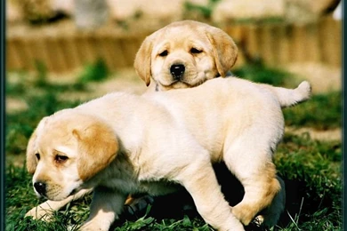 Labrador Puppies   Dogs Wallpapers (1082711)   Fanpop