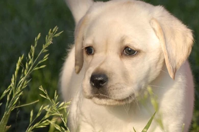Labrador Retriever Puppy Wallpapers Hd Inn 1600x1200PX Cute ...