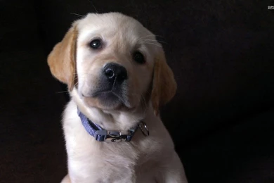 Labrador puppy 31888 1920x1200.jpg