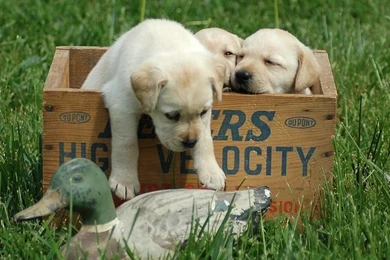 1600*1200 Labrador Puppy Outdoor Pictures 12   Wallcoo.net