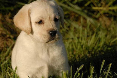 1600*1200 Labrador Puppy Outdoor Pictures 25   Wallcoo.net