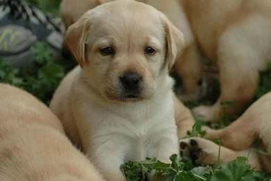 1600*1200 Labrador Retriever Puppy Wallpapers 9   Wallcoo.net