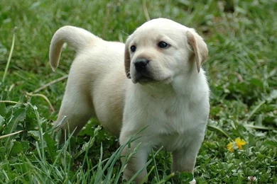 1600*1200 Labrador Puppy Outdoor Pictures 4   Wallcoo.net