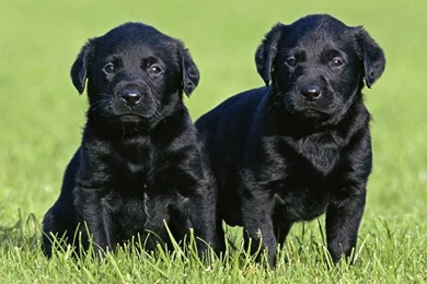 Black Labrador Puppies   Wallpaper.