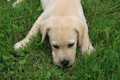 Puppy Wallpapers [Slideshow]