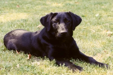 18025) Lab Puppy HD Desktop Backgrounds Wallpapers Attachment ...