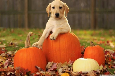 Yellow Labrador Retriever Puppy Autumn HD Desktop Wallpapers : High ...